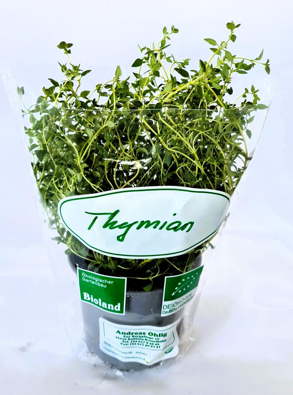 Produktfoto zu Topfkräuter: Thymian, regional