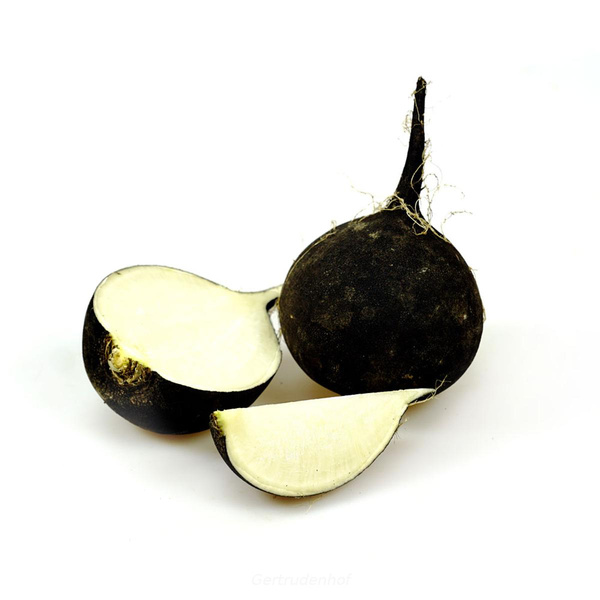 Produktfoto zu Rettich, schwarz