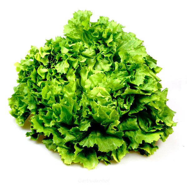 Produktfoto zu Salat: Batavia, regional