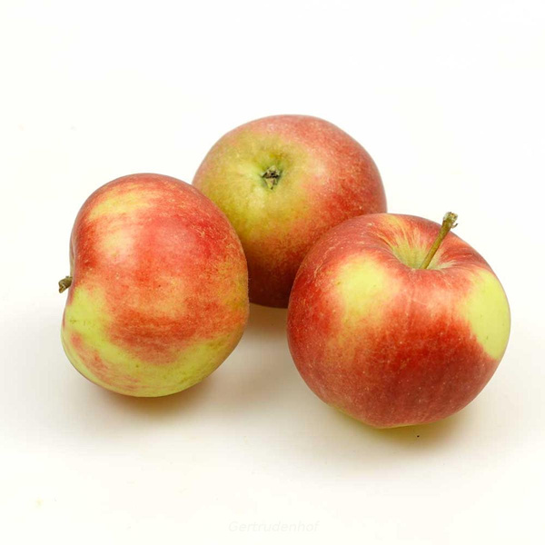 Produktfoto zu Äpfel, Sommersorten, regional