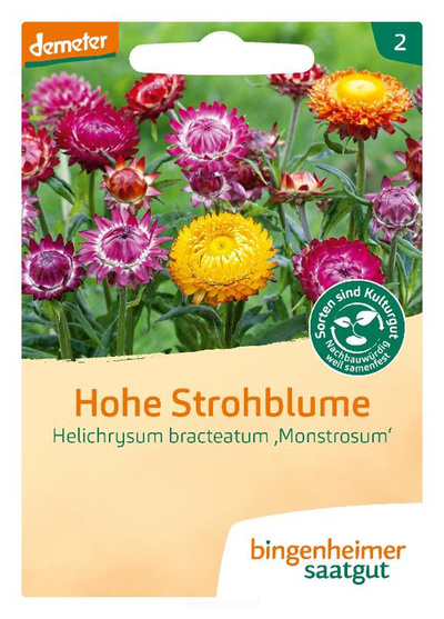 Produktfoto zu Hohe Strohblume Saatgut