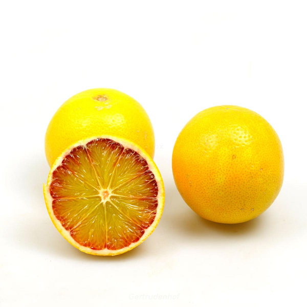 Produktfoto zu Blut_Halbblut-Orangen
