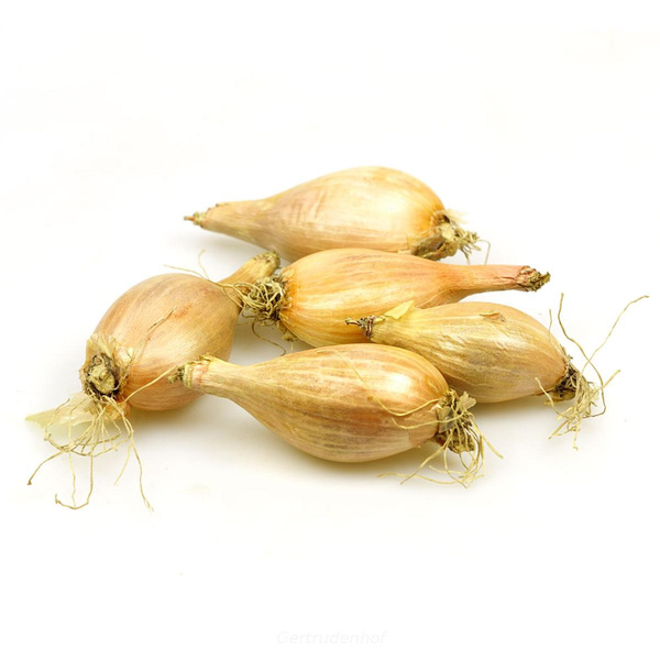Produktfoto zu Schalotten, rot, regional