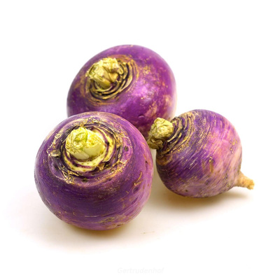 Produktfoto zu Rübchen violett
