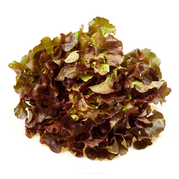 Produktfoto zu Salat: Eichenlaub, regional