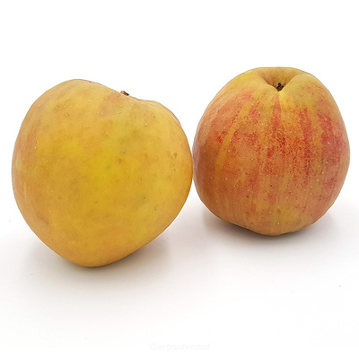 Produktfoto zu Äpfel Boskoop, regional