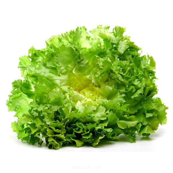Produktfoto zu Salat, Endivien