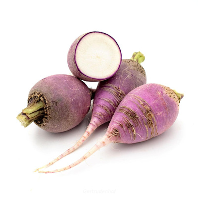 Produktfoto zu Rettich,violett,lose, regional