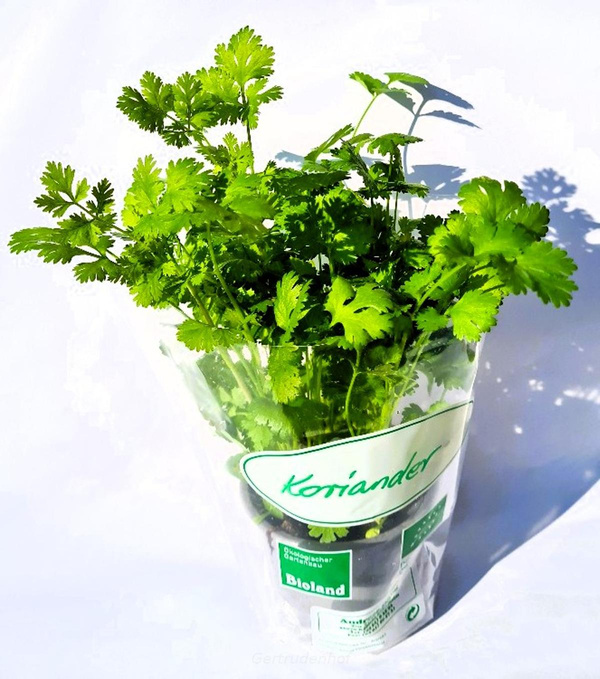 Produktfoto zu Topfkräuter: Koriander, region