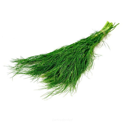 Produktfoto zu Dill, Bd, regional
