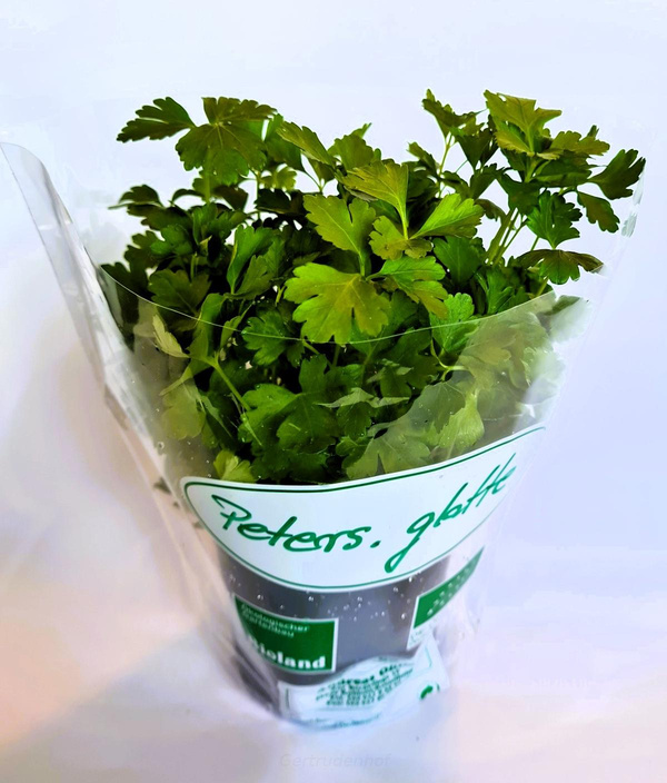 Produktfoto zu Topfkraut: Petersilie glatt