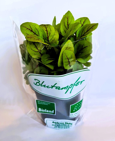 Produktfoto zu Topfkraut: Blutampfer,regional