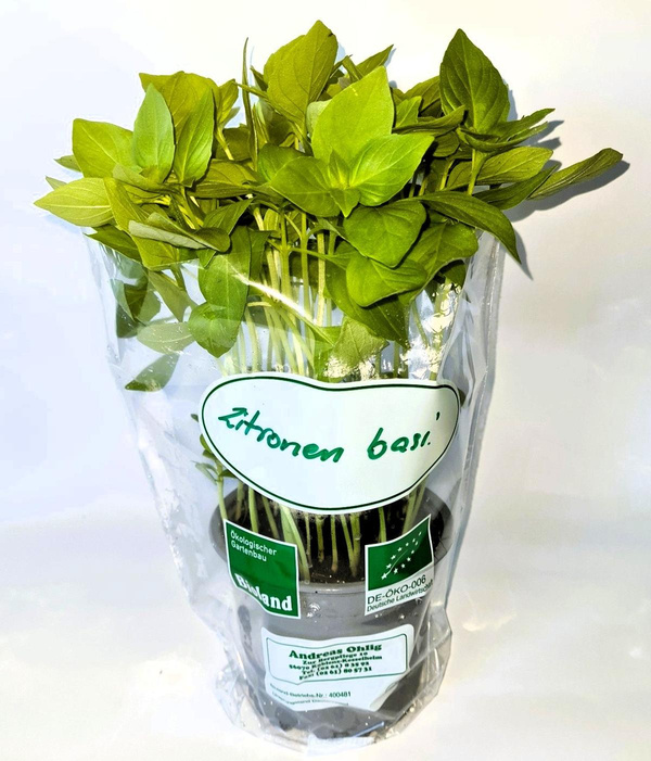 Produktfoto zu Topfkräuter: Zitronenbasilikum