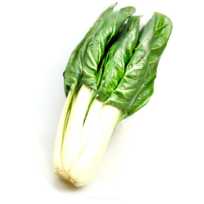 Produktfoto zu Staudenmangold