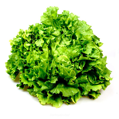 Produktfoto zu Salat: Batavia, regional