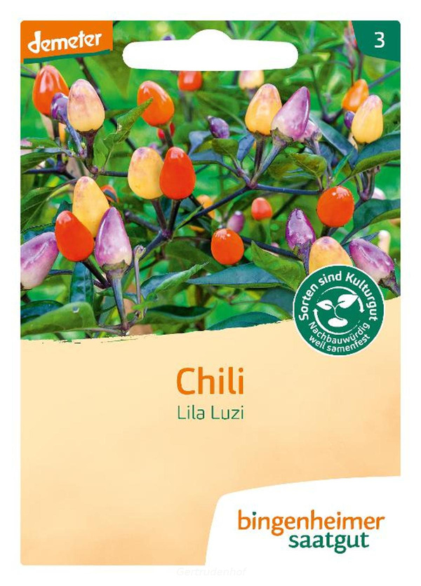 Produktfoto zu Chili Lila Luzi (Saatgut)