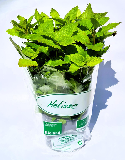 Produktfoto zu Topfkraut: Zitronenmelisse