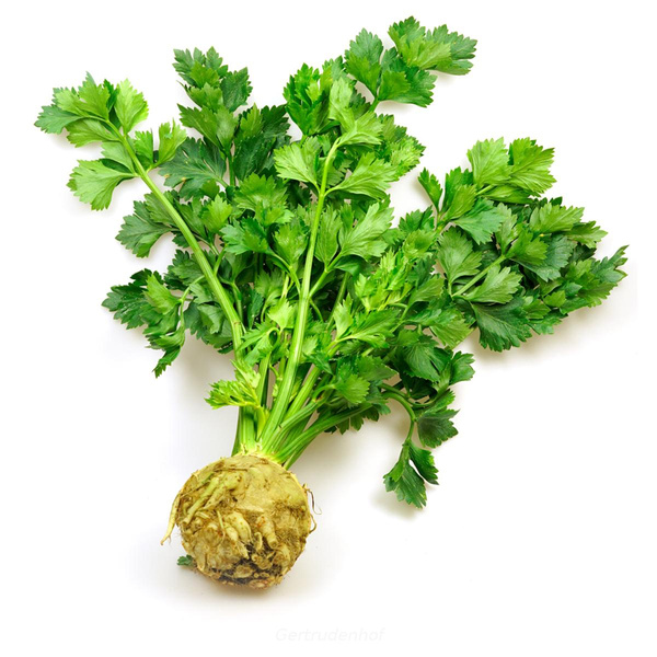Produktfoto zu Knollensellerie m. Grün, regio